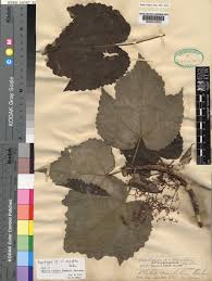 Image result for Obetia radula