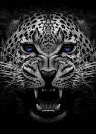Black jaguar wallpapers wallpaper cave. Angry Jaguar Wallpapers Top Free Angry Jaguar Backgrounds Wallpaperaccess