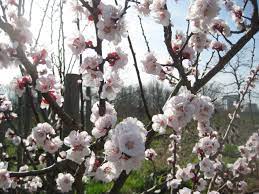 He says you only need to do it once in it's lifetime and the tree will start to produce. Which Bloomin Blossom Is It Our Guide To Blossom Timing The Orchard Project