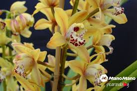 Fiore di orchidea pieno fiore nell'allevamento di orchidee. Le Varieta Di Orchidee Per Appartamento E Le Loro Cure Mani All Opera
