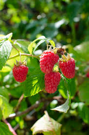 Image result for Rubus