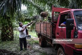 Betul ke peneroka felda di felda titi sudah tukar profession menjadi penternak ikan air tawar ikan tilapia ?? Bantuan Rm400 Juta Untuk Peneroka Felda
