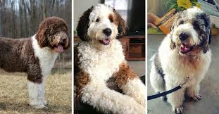 Saint berdoodle personality and temperament. Saint Berdoodle Breed Info St Bernard Poodle Mix