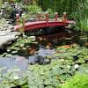 Because koi fish that are placed in smaller koi pond grows slow, so tendency some will breed even if their sizes are small because koi need a place to lay their eggs. 3