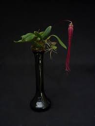 Image result for Bulbophyllum humblotii