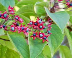 Image result for Clerodendrum melanocrater
