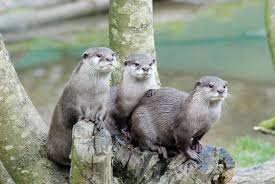 Image result for otter