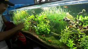 A Day In Cartimar Fish Stores Youtube