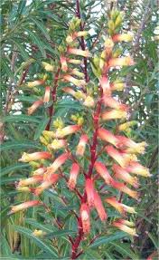 Image result for Cuphea micropetala
