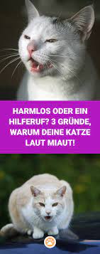 du kennst das problem dass deine katze standig laut miaut und kannst dir einfach nicht erklaren warum sie es tut es gibt in 2021 katzen katzen fakten katzen miauen
