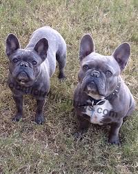 blue french bulldogs bulldogge hunde kunst