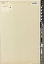 Image result for Nesaea aspera