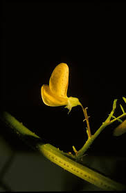 Image result for Sesbania pachycarpa