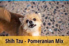 We did not find results for: Shih Tzu And Pomeranian Mix Things You Need To Know Zooawesome