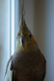 The record has since been updated at the time of this publication. All About The Life Span Of A Cockatiel How Long Do Cockatiels Live Psittacology