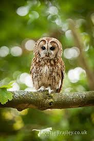 Bird That Sounds Like An Owl Uk Bursting Into Life Beautiful Owl Tawny Owl Owl Pictures