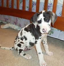 Great dane puppies for sale and dogs for adoption in colorado, co. Great Dane Puppies For Sale Denver Co 116623 Petzlover