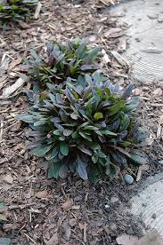 Image result for Ajuga