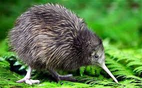 Image result for new zealand birds
