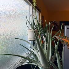 Image result for Aloe fimbrialis