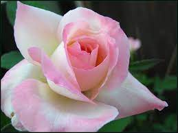 One vendor has this plant for sale. Pink Promise K And M Nursery