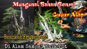 Pasang atap ( termasuk pas kuda2, usuk ,reng). Flora Istic Youtube Channel Analytics And Report Powered By Noxinfluencer Mobile