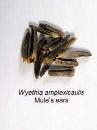 Mule S Ear Wyethia Amplexicaulis Granite Seed Seeds Soil Texture Ear