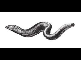 How To Draw Electric Eel Pencil Drawing Step By Step Youtube However, multiple shocks can cause respiratory or heart failure, and people have been known to drown in shallow water after a stunning jolt. how to draw electric eel pencil drawing step by step