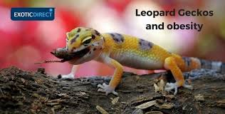 Leopard Gecko Food And Diet Advice Exoticdirect