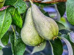 Pears are fruits produced and consumed around the world, growing on a tree and harvested in late summer into october. Pear Fruit Tree Free Photo On Pixabay