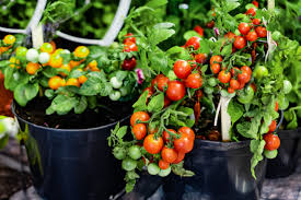Whether they're under attack from diseases or pests, gilmour will help you identify and fix the problem for healthy these beetles can be controlled by sprinkling plants with diatomaceous earth, introducing beneficial nematodes to soil, and placing row covers over. 5 Tips For Growing Tomatoes In Containers