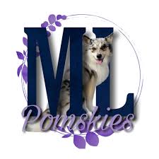 However, the shrill bark convinces many owners to train them to contain indoor barking. Pomsky Puppies For Sale In Pa