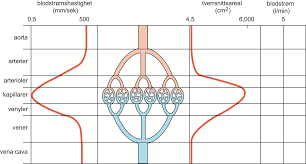 Det doble kretsløpet består av en liten og en stor sløyfe. Blodomlopet Store Medisinske Leksikon