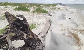 There's no denying the south is filled with many great. Opinion Dauphin Island Has One Of The World S Newest Best Beach Walks