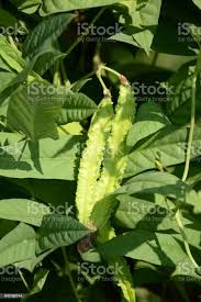 Image result for Psophocarpus