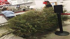 Maybe you would like to learn more about one of these? Man Irate After Santa Clarita Costco Lets Woman Return Dead Christmas Tree In January Abc7 Los Angeles