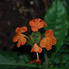 Image result for Crossandra greenstockii