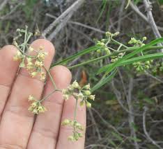 Image result for Secamone africana