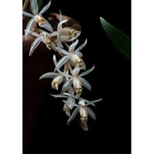 To see photos and videos that disappear after 24 hours, sign up. Buy Coelogyne Swaniana White Necklace Orchid Orkid Hutan Seetracker Malaysia