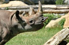 Buy download gallery features news community learn support resources my account sign in. Eastern Black Rhinoceros Meet Them At Zoo Leipzig