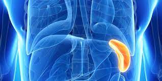 Check spelling or type a new query. Fungsi Limpa Pada Tubuh Manusia Dan Penyakit Yang Bisa Diderita Jika Alami Gangguan Merdeka Com