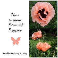 How To Grow Perennial Poppies Sensible Gardening And Living Growing Poppies Perennials Poppy Garden
