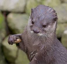 Otters are quite well at living in captivity if you take care of them. Do Otters Make Good Pets Critters Aplenty