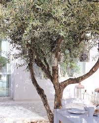The Mediterranean Living Is So Inspiring The Light The Sky And The Med Colors Are So Unique Mediterranean Landscaping Garden Pictures Olive Trees Garden