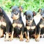 Doberman Ozellikleri Bakimi Nasil Bir Kopektir Doberman Ozellikleri Bakimi Nasil Bir Kopektir Doberman Ozellikleri Bakimi Nasil Bi Doberman Kopek Hayvanlar