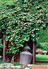 14 Beautiful Perennial Vines That Will Take Your Garden To New Heights Flowering Vines Garden Vines Shade Plants