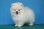 Miniature Pomeranian or Teacup Pomeranian Puppy?