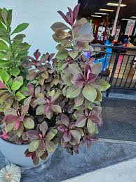 Image result for Euphorbia umbellata