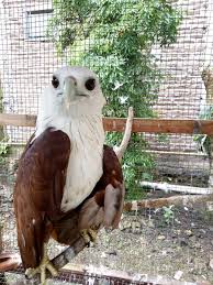 Check spelling or type a new query. Jual Elang Bondol Di Lapak Teguh Lesmana Bukalapak