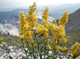 Image result for Solidago